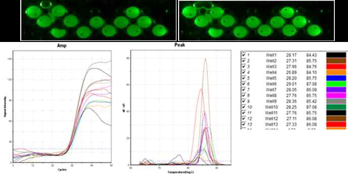2차 시제품을 이용한 qPCR결과