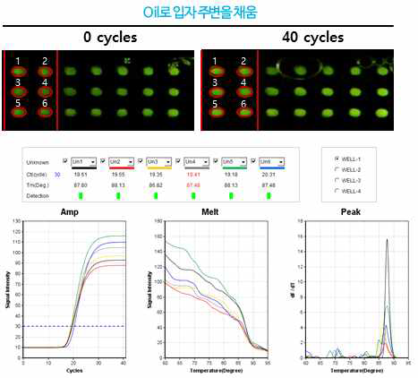 qPCR 테스트 결과