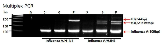 multiplex PCR with direct PCR buffer. N; 음성반응, 5;Nanohelix direct RT-PCR, 6; Terra PCR direct buffer. P; 인플루엔자 A RNA prep sample