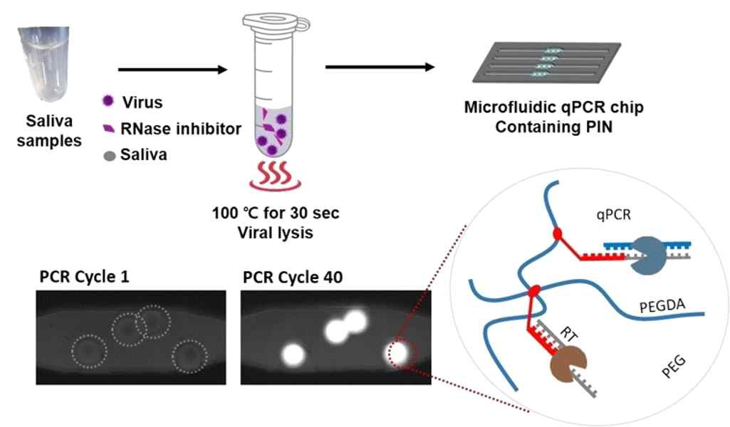 타액 Matrix 내 바이러스 검출 평가를 위한 모식도