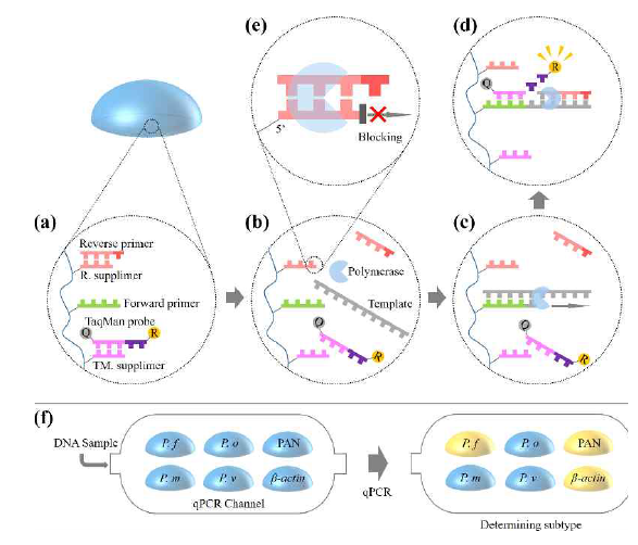 sPIN 입자의 qPCR 반응 개요