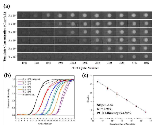 sPIN 입자의 PCR 안정성과 효율