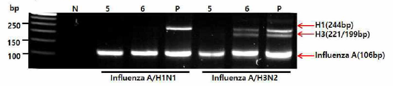 multiplex PCR with direct PCR buffer. N; 음성반응, 5;Nanohelix direct RT-PCR, 6; Terra PCR direct buffer. P; 인플루엔 자 A RNA prep sample