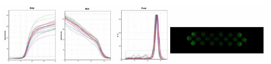 tPIN 입자의 qPCR 안정성 실험 결과