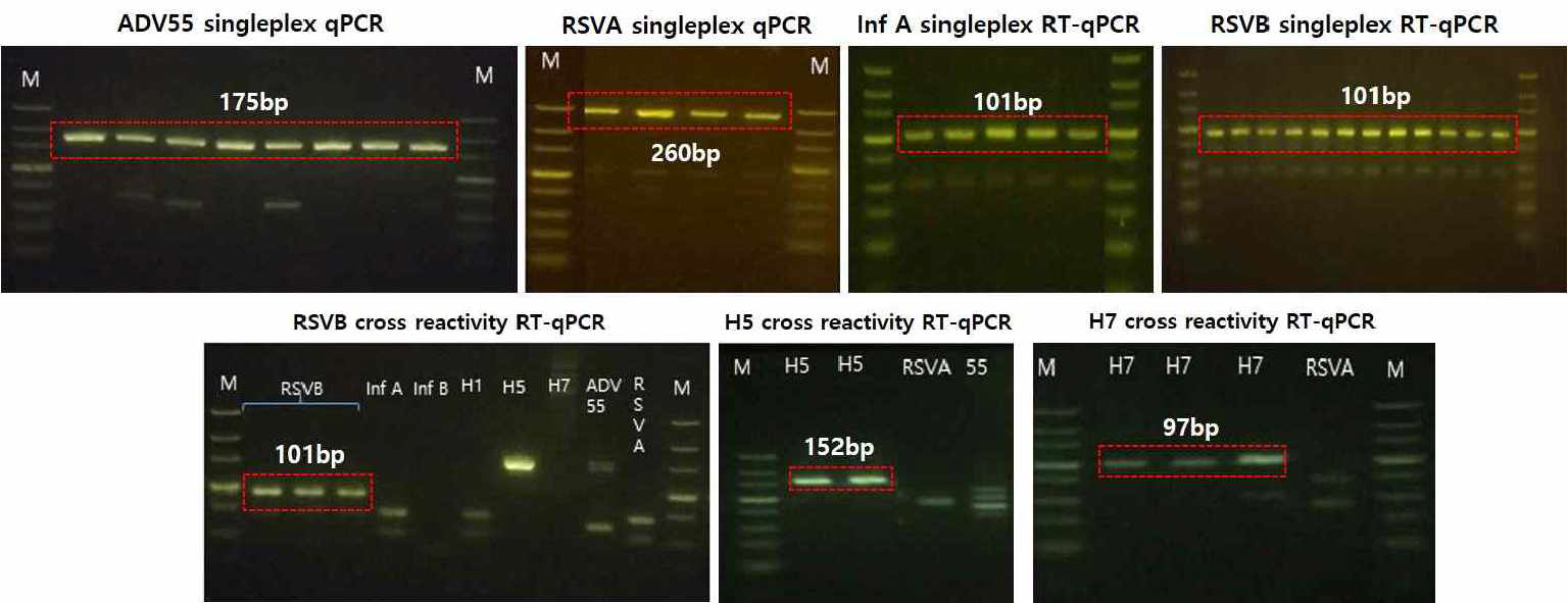 Single/Multiplex 후 Gel electrophoresis 대표 데이터 비특이 없이 Positive band만 확인됨