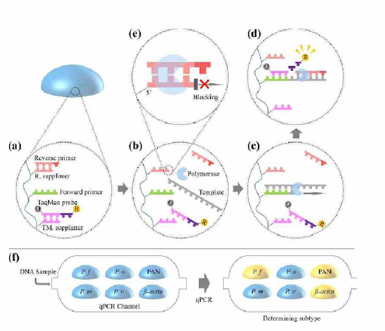 sPIN 입자의 qPCR 반응 개요