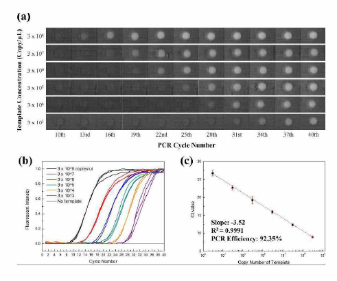 sPIN 입자의 PCR 안정성과 효율