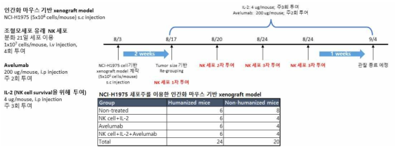 인간화 마우스 기반 비소세포폐암 세포주 유래 종양 동물 모델에서의 조혈모줄기세포 유래 자연살해세포와 면역체크포인트 억제제 (Avelumab)의 병용 효능 평가를 위한 scheme