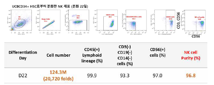 조혈모줄기세포 유래 자연살해세포 분화 purity