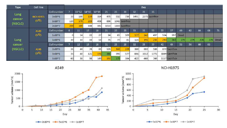 조혈모 줄기세포 유래 자연살해세포의 in vivo 유효성을 평가하기 위해 PD-L1을 발현하는 비소세포폐암 세포주인 A549, NCI-H1975 cell을 이용한 xenograft model 최적 조건 탐색