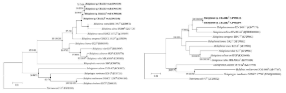 16S rRNA gene 및 RNA 중합효소 gene sequence를 이용한 호염성 고균 Haloplanus spp. CBA1112T, CBA1113의 계통도