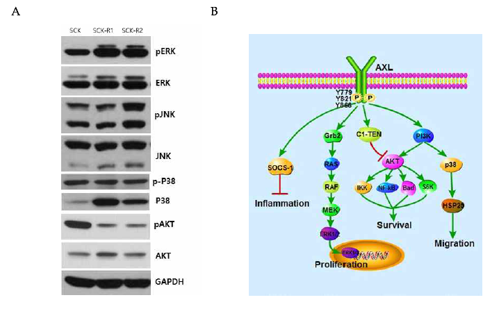 (A) SCK, SCK-R1, SCK-R2 세포의 MAPK signaling pathways 활성 분석 결과. (B) 알려진 Axl signaling pathway