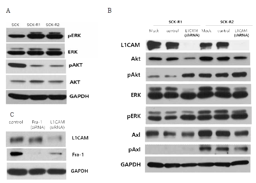 (A) SCK, SCK-R1, SCK-R2 세포의 MAPK 신호경로 웨스턴 분석 결과. (B) L1CAM 발현이 knockdown 된 SCK-R1, SCK-R2 세포의 신호분자(ERK, AKT) 및 Axl의 웨스턴 분석 결과. (C) SCK-R2 세포에 L1CAMsiRNA 또는 Fra-1siRNA를 처리한 후 웨스턴 분석 결과