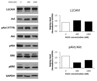 SCK-R2 세포의 R428 처리에 따른 신호분자(ERK, AKT) 및 L1CAM 발현 분석 결과