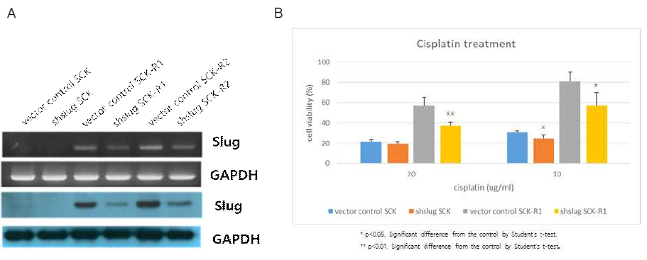 Slug 발현 억제(A)에 의한 담도암 세포의 시스플라틴 내성 감소 확인 결과(B)