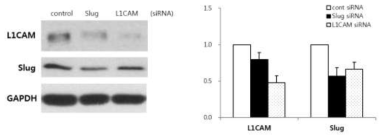 시스플라틴 내성 담도암세포에서 Slug 발현 억제에 의한 L1CAM의 발현 분석 결과