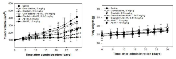 간외 담도암(TFK-1) 모델에서의 Ab417 항체와 항암제(gemcitabine, cisplatin)의 암 성장 억제효능 분석 결과. (A) tumor volume. (B) body weight