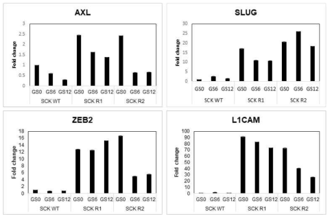 Glucose starvation 후 SCK, SCK-R1, SCK R2 세포에서 AXL, SLUG, ZEB2, L1CAM의 Realtime-PCR 분석 결과