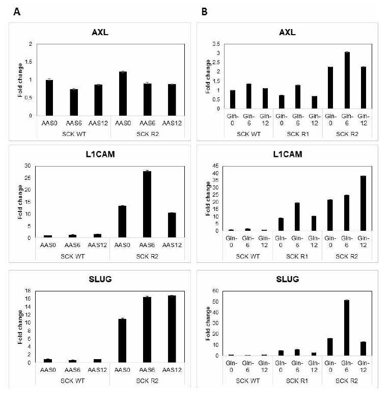 SCK, SCK-R1, SCK R2 세포에서 AXL, L1CAM, SLUG의 Realtime-PCR 분석 결과. (A) Amino acid starvation. (B) Glutamine starvation