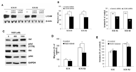 (A, B) SCR-R1, SCK-R2 세포의 L1CAM 발현 저해 및 암세포 이동, 침윤 활성 분석 결과. (C-E) SCR, SCK-R2의 Axl 저해제 R428 투여 및 암세포 이동, 침윤 활성 분석 결과
