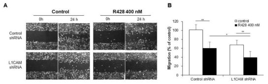 L1CAM shRNA or/and R428 처리한 SCK-R2 세포의 in vitro scratch assay 결과(A) 및 세포의 이동 활성 분석 결과(B)