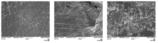 제조된 고분자 알긴산 하이드로젤 (Left), 알긴산-펩타이드 (BM1) 하이드로젤 (Center)와 알긴산-펩타이드 (BM2) 하이드로젤 (Right)의 SEM micrograph