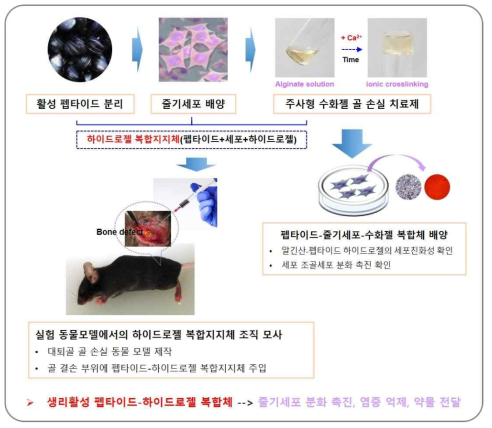 3,4차년도에 획득한 생리활성 펩타이드-하이드로젤 복합지지체 개발 모식도와 실험결과 요약 모식도