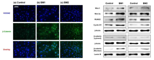 FTVN 펩타이드의 조골세포의 β-catenin의 활성화 (immuno staining) 및 Wnt/β-catenin 계통의 단백질 발현 (Western blot analysis)에 미치는 영향