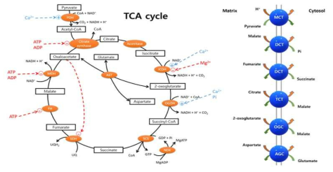 TCA cycle과 미토콘드리아 기질 운반체