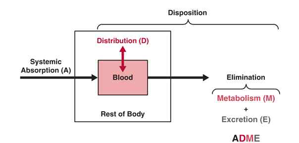 전형적인 약동학의 기본 개념 출처: Clinical Pharmacokinetics and Pharmacodynamics: Concepts and Applications