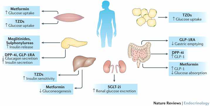 Target organs and action mechanism of antidiabetic drugs 출처: Pharmacogenomics in diabetes mellitus: insights into drug action and drug discovery