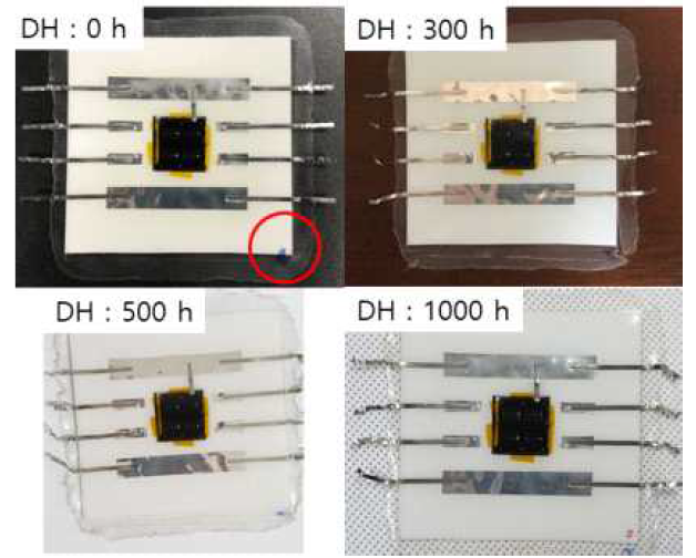 DH test가 진행된 시료의 사진
