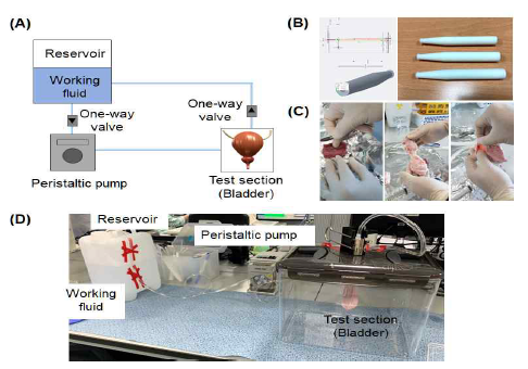 유압제어 시스템을 이용한 방광 ex vivo 모사 시스템 (A)모식도, (B)방광과 유압제어시스템 연결을 위한 튜브 제작, (C) Ex vivo 모사 시스템 적용 모색을 위한 방광 해부, (D) 구축된 방광 ex vivo 모사 시스템