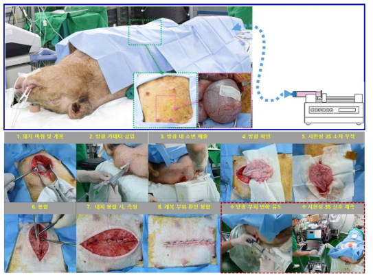 대동물(돼지) in vivo 모델을 이용한 스트레인 센싱 성능 확인 실험법