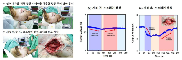 대동물(돼지) in vivo 모델을 이용한 스트레인 센싱 성능 확인