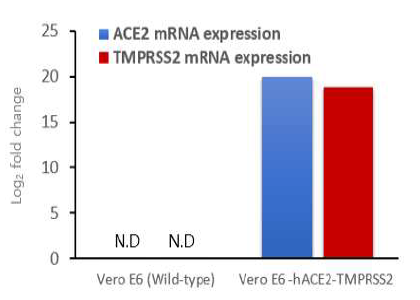 Real time PCR을 이용한 human ACE2와 TMPRSS2 receptor 발현율 비교