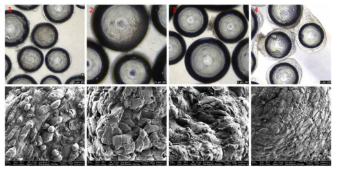 천연고분자 성분비에 따른 세포 부착능 검사 (광학현미경 및 SEM 이미지)