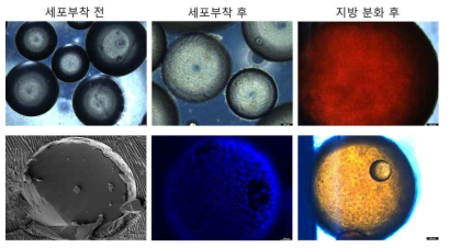 심장 오가노이드 제작을 위한 carrier 위에서 줄기세포의 배양 및 지방세포로의 분화 확인