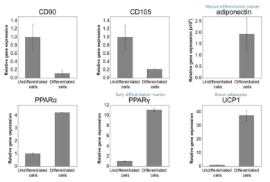 지방유래 줄기세포의 지방세포로의 분화 확인을 위한 PCR 분석