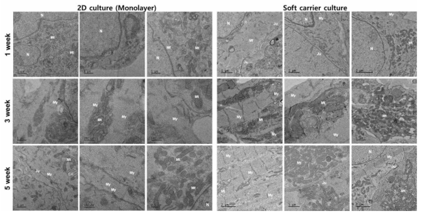 5주간 carrier에서 배양된 심근세포의 성숙화 확인을 위한 TEM 분석