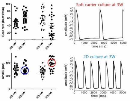3주간 carrier에서 배양된 심근세포의 전기생리학적 분석