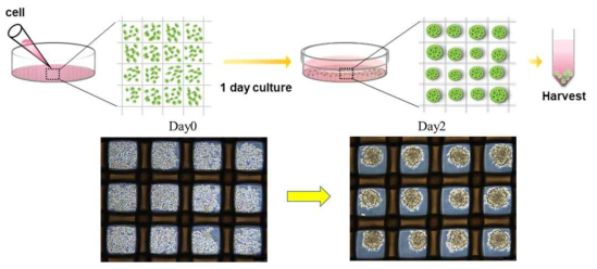 스페로이드 형성 디쉬의 모식도 및 심근세포 스페로이드 형성 모습