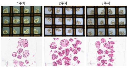 스페로이드 형성 디쉬에서 3주간 배양된 스페로이드의 광학현미경 사진 및 H&E 염색사진