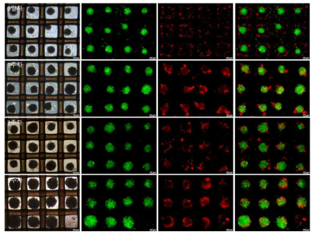 지방 응집체 위에서 5주간 배양된 심근세포 (자방세포는 녹색, 심근세포는 붉은색으로 라벨 되었음)