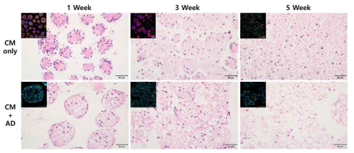 지방세포와 공배양된 심근 스페로이드의 조직학 및 면역조직학 검사결과