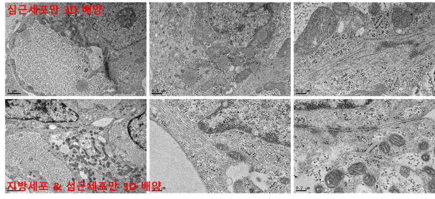 지방세포와 심근세포의 3D 공배양 구조체 1주차 TEM 이미지