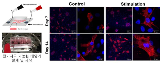 전기자극 가능한 ITO코팅 접시 설계 및 2주간 세포 배양 후 a-actin 형광사진