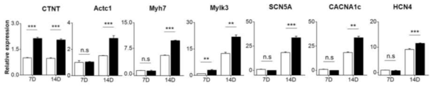 전기자극 가능한 ITO코팅 접시에서 2주간 배양된 세포들의 qRT-PCR 결과