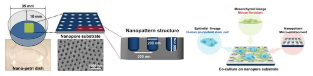 본 연구에 사용된 나노패턴 배양접시의 모양 및 공배양법의 모식도