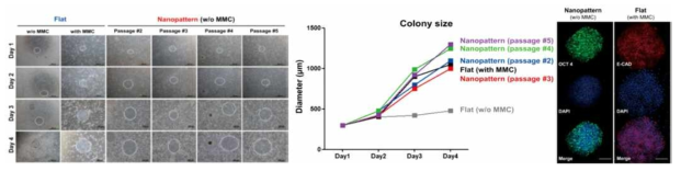 나노 패턴 배양접시 위에서 전분화능 줄기세포와 fibroblast와의 공배양 결과 (광학현미경 사진, 콜로니 크기 비교 그래프, 면연염색 현광현미경 사진)